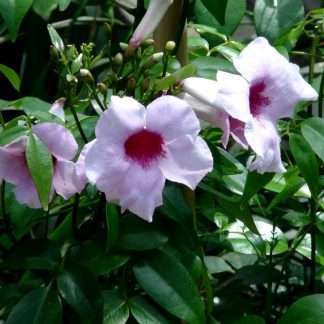Pandorea (Pale Pink/Climbing)