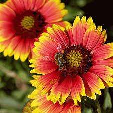 Gaillardia Blanket Flower
