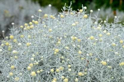 5 x Native Plants Leucophyta Brownii - Cushion Bush