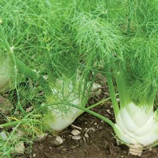 Fennel
