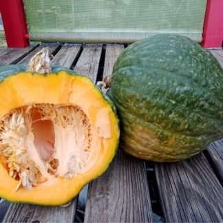 Green Hubbard Squash (large)
