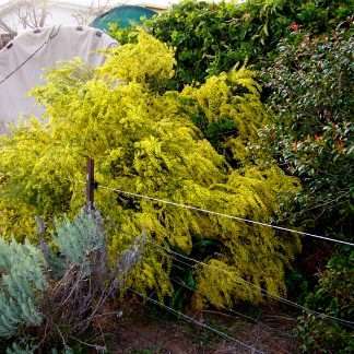 Acacia acinacea – Gold Dust Wattle