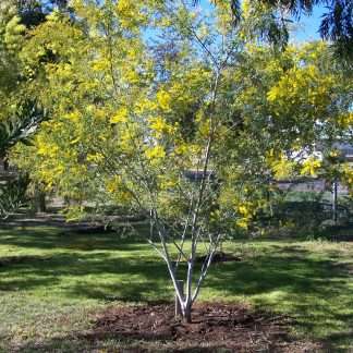 Acacia spectabilis - Mudgee wattle
