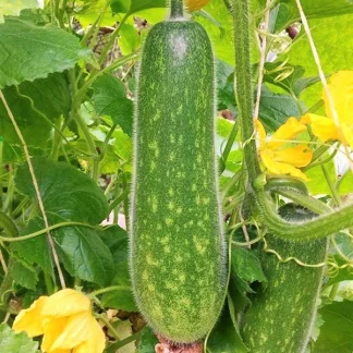 Hairy Melon