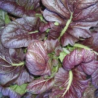 Mustard Greens Red Giant