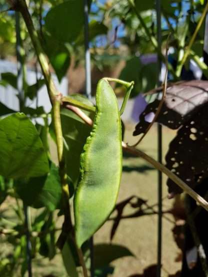 Madagascar Bean