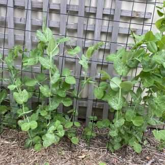 Greenfeast Shelling Pea