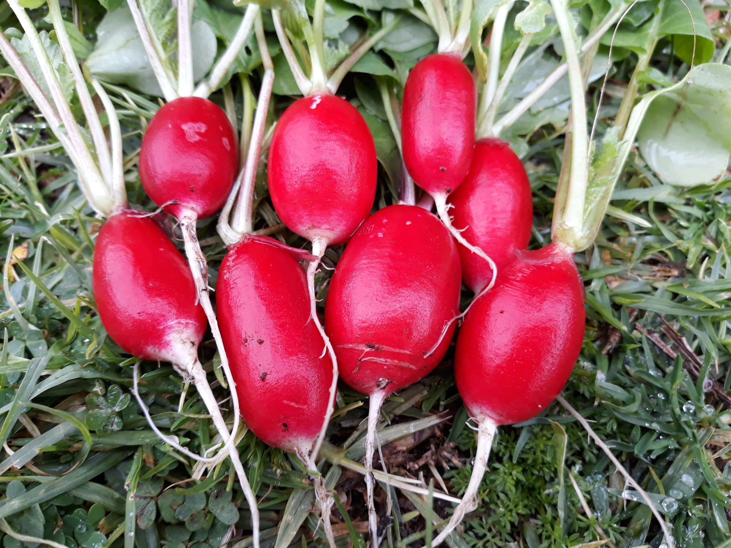 French Breakfast Radish French Breakfast Radish