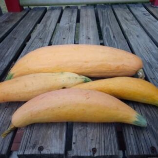 North Georgia Candy Roaster Squash