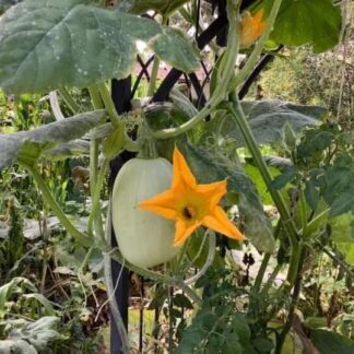 Melbourne Cream Marrow