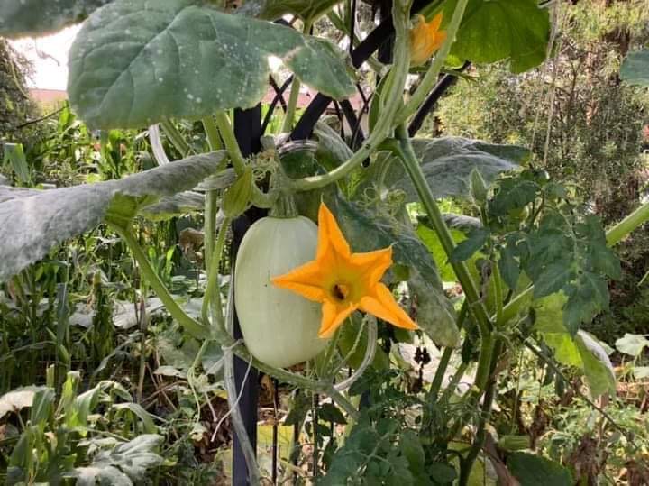 Melbourne Cream Marrow Melbourne Cream Marrow