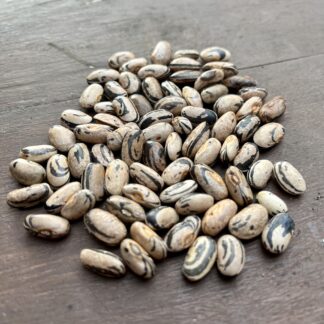 Climbing Beans - Zebra