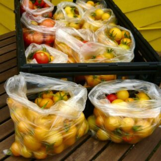 Tomato Yellow Perfection