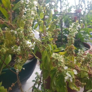 Basil