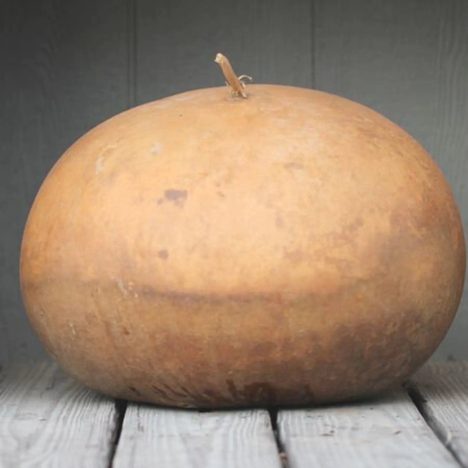 Gourd ‘Bushel Basket’ Gourd ‘Bushel Basket’