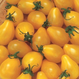 Tomato Baby Yellow Pear