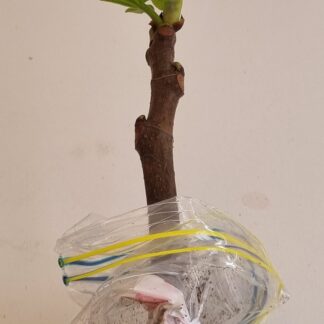 Fig Genoa Rooting Cuttings