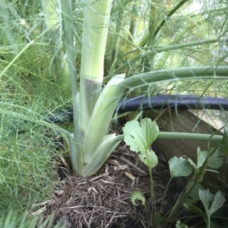 Fennel - Florence