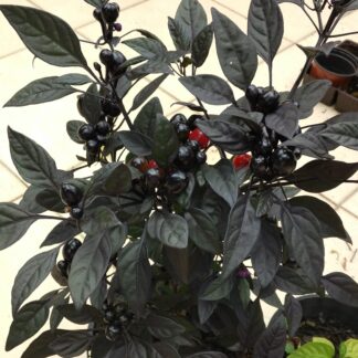 Black Pearl Chilli