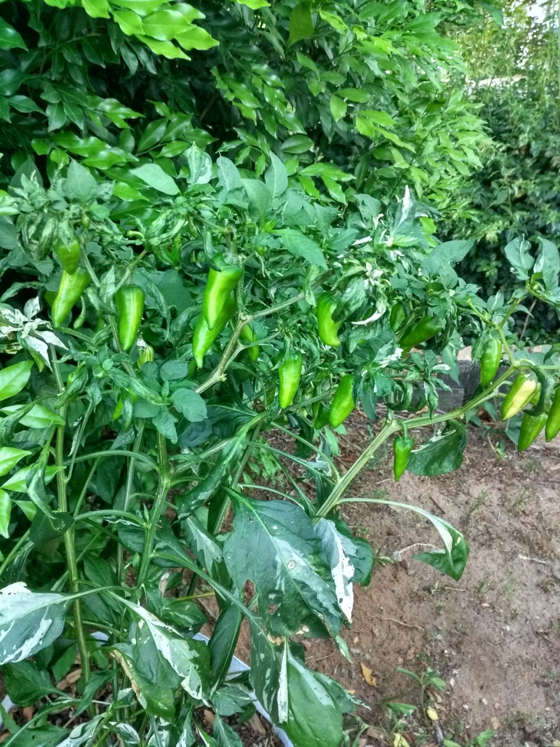 Fish Pepper Chilli Fish Pepper Chilli - Image 4
