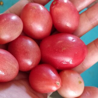 Thai Pink Egg Tomato