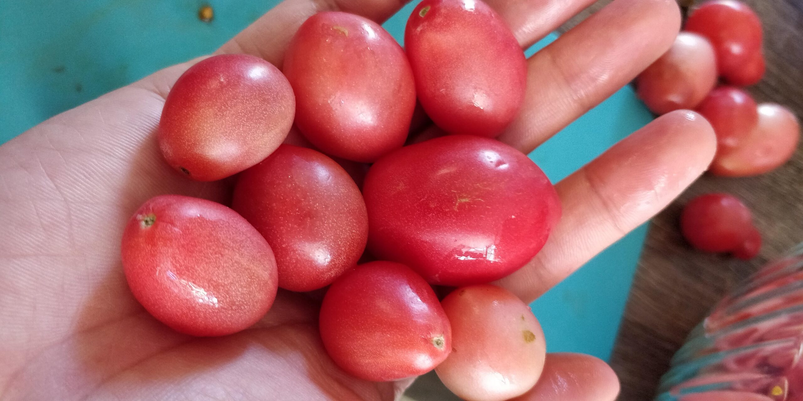 Thai Pink Egg Tomato Thai Pink Egg Tomato