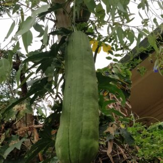 Luffa Gourd, Loofah (Luffa aegyptiaca)