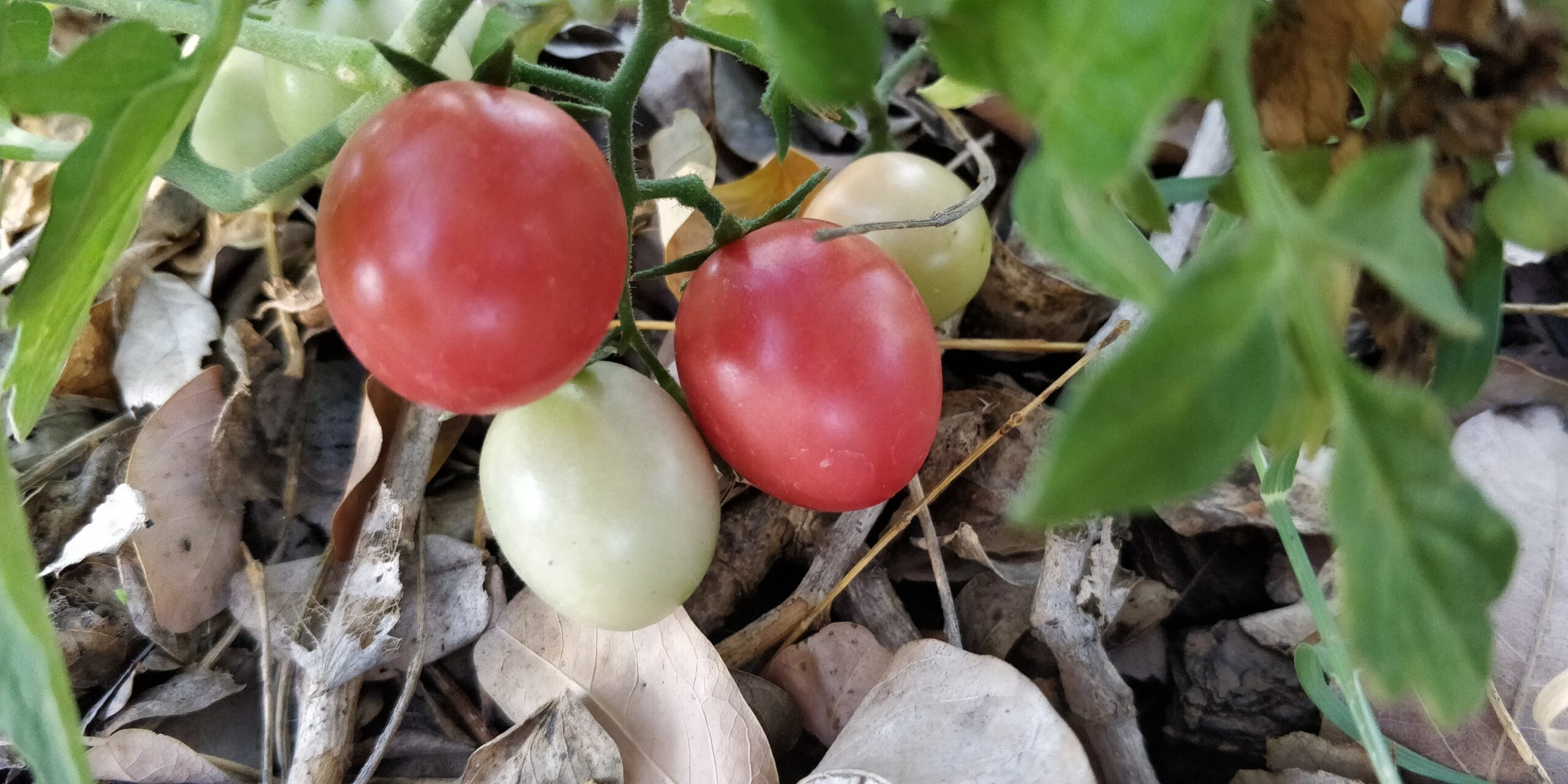 Thai Pink Egg Tomato Thai Pink Egg Tomato - Image 2