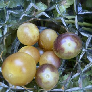 Tomato - Amethyst Cream Cherry