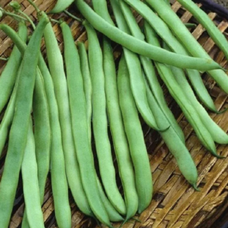 Bean Kentucky Wonder - Heirloom Organic