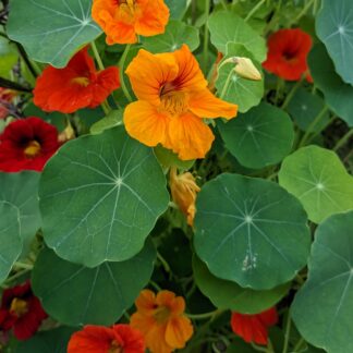 Nasturtium "Jewel Mix Double"