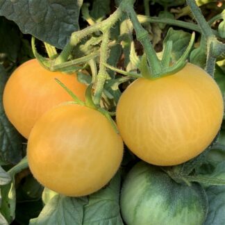 Tomato Wapsipinicon Peach