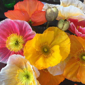 Papaver Nudicaule – Poppy Australis Mix