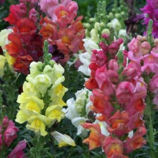 Snapdragon Mixed