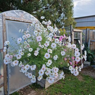 Organic Cosmos Sonata Series - White