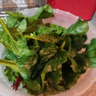 Organic Perennial Spinach