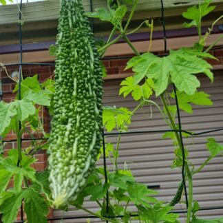 Bitter Gourd / Bitter Squash