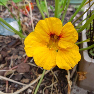Organic Nasturtium Yellow Alaska