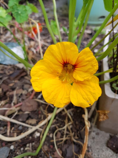 Organic Nasturtium Yellow Alaska