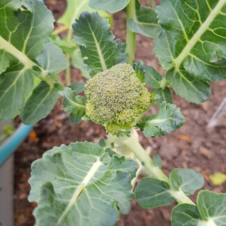 Organic Broccoli Green Dragon