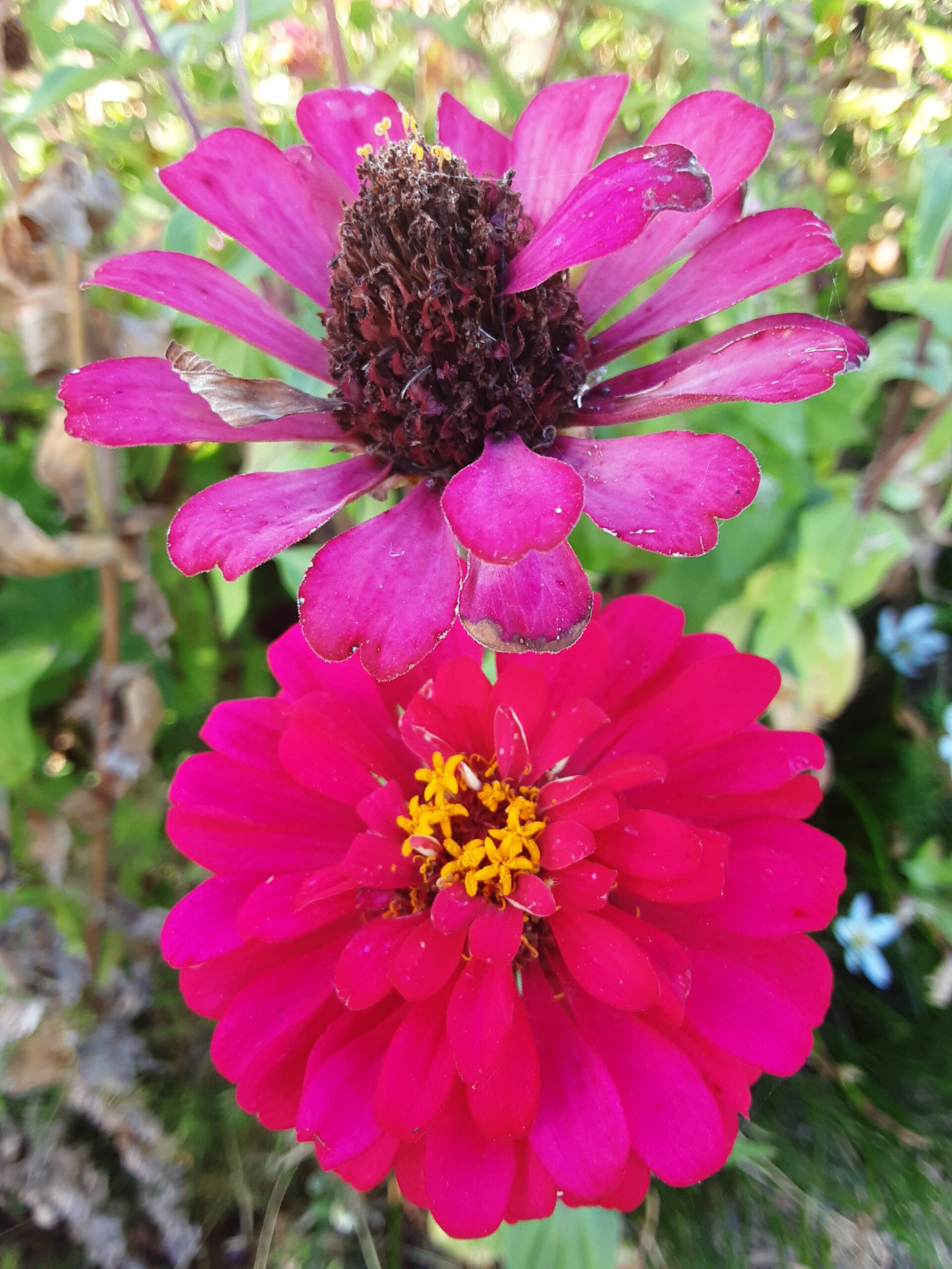 Zinnia 'Elegans Mixed' Zinnia 'Elegans Mixed' - Image 6