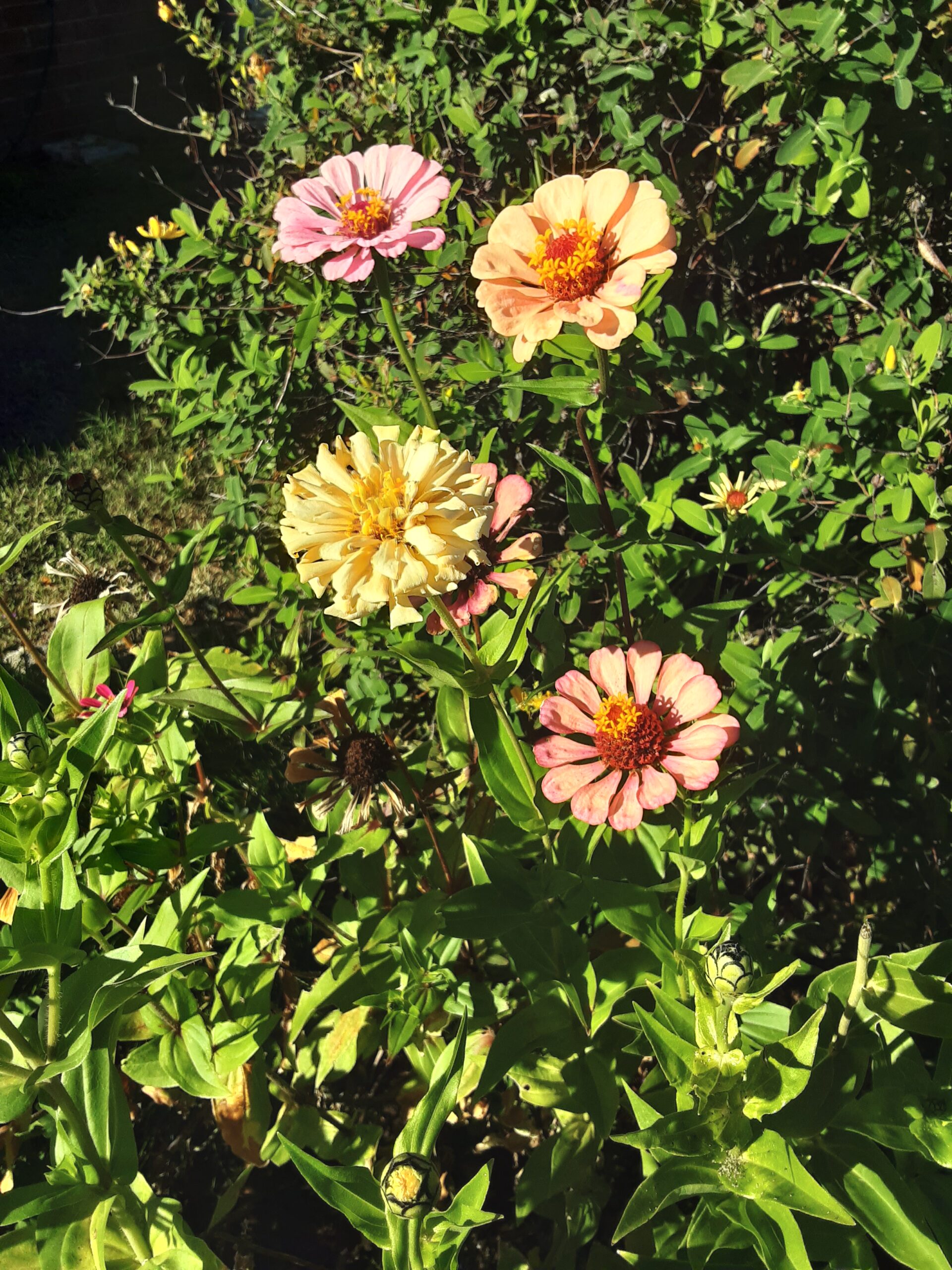 Zinnia 'Elegans Mixed' Zinnia 'Elegans Mixed' - Image 5
