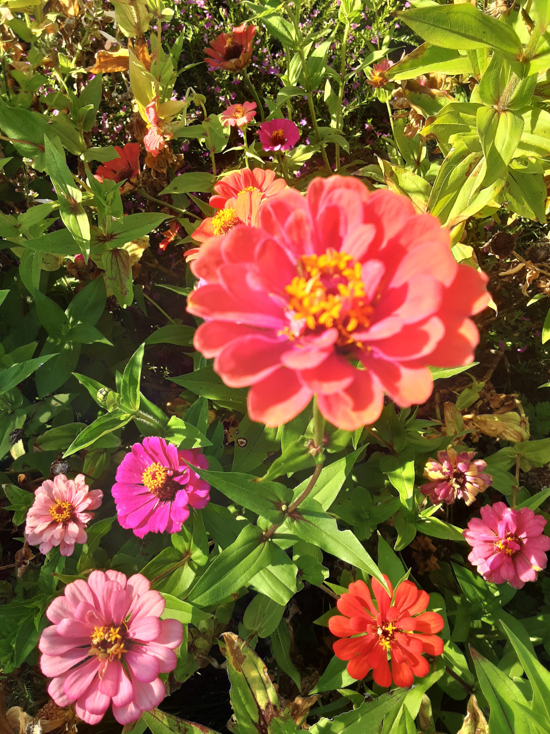 Zinnia 'Elegans Mixed' Zinnia 'Elegans Mixed'
