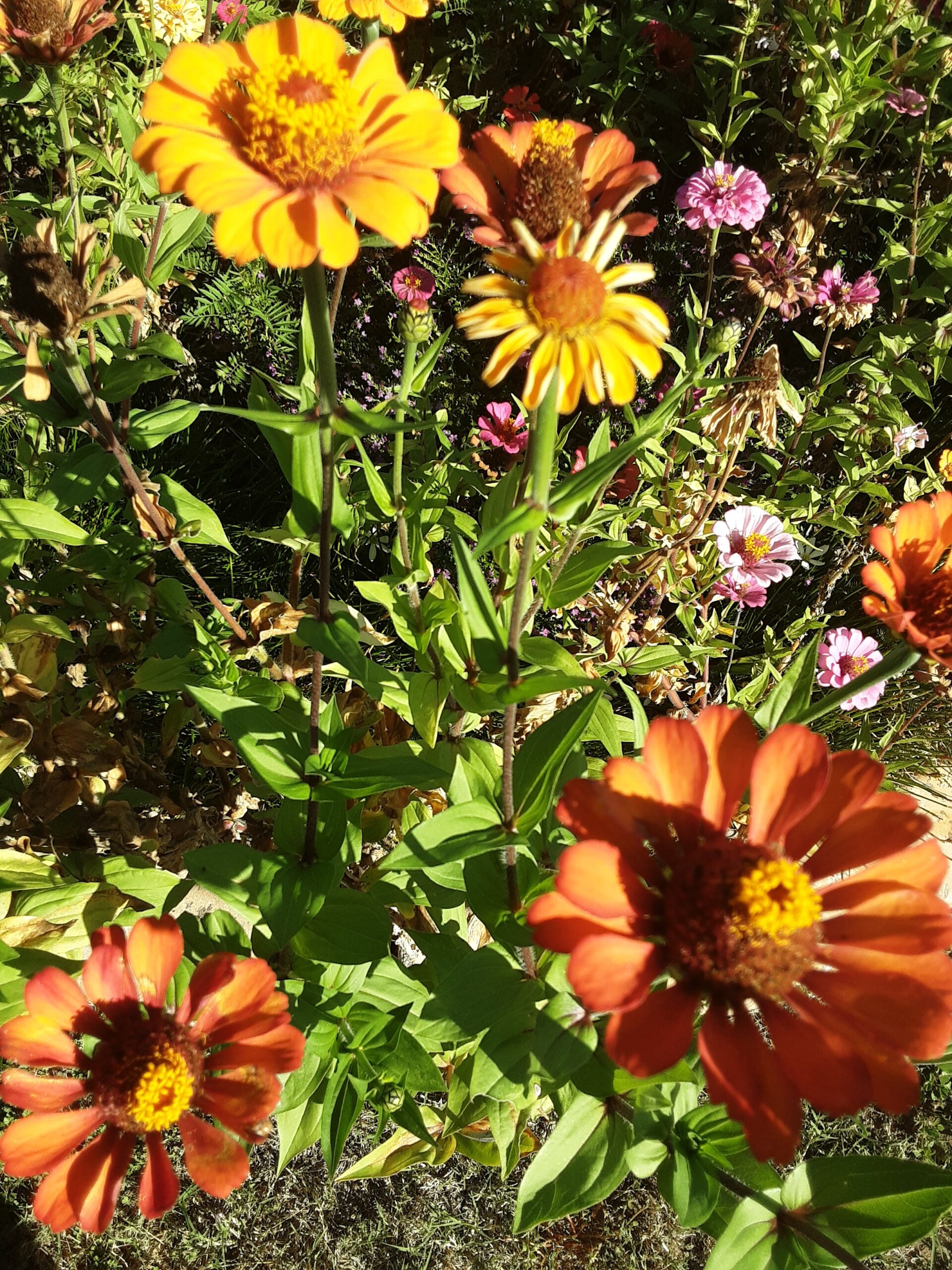 Zinnia 'Elegans Mixed' Zinnia 'Elegans Mixed' - Image 3