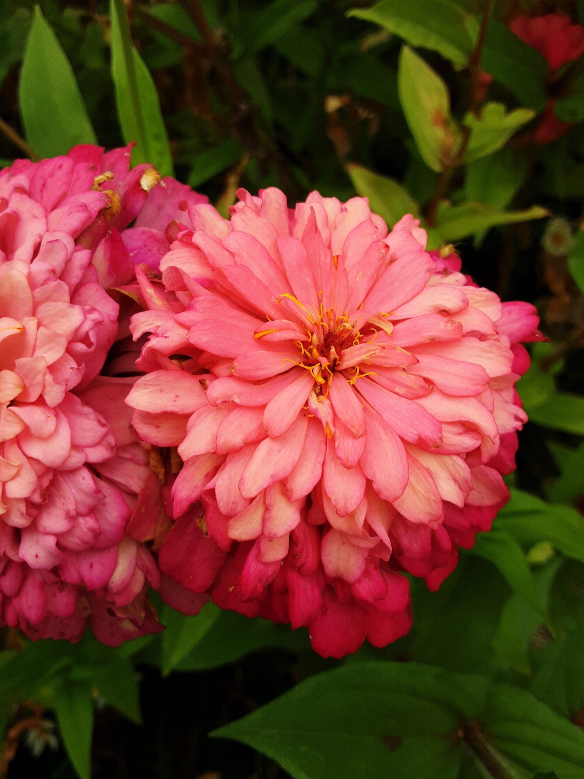Zinnia 'Elegans Mixed' Zinnia 'Elegans Mixed' - Image 4