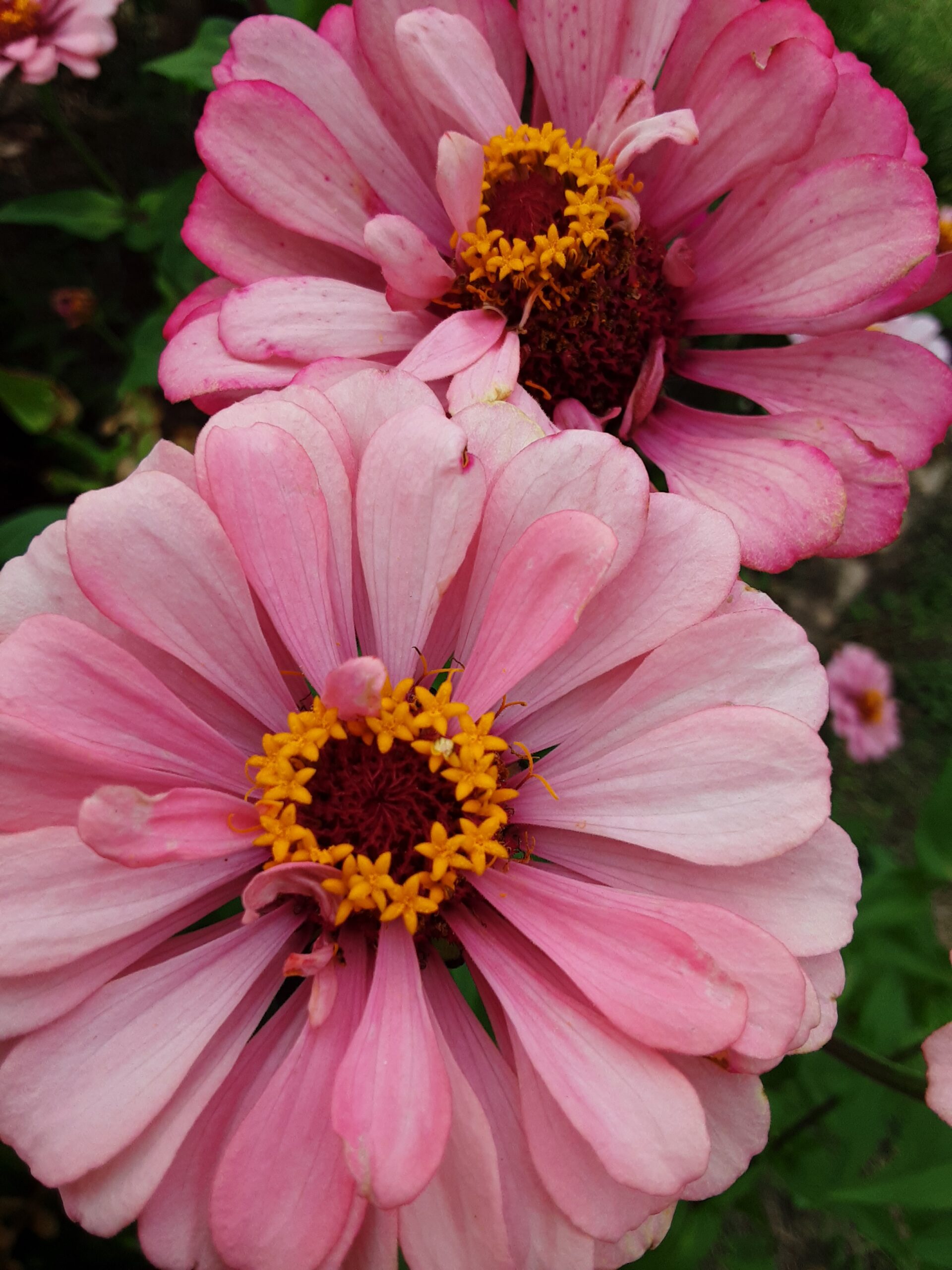 Zinnia 'Elegans Mixed' Zinnia 'Elegans Mixed' - Image 2