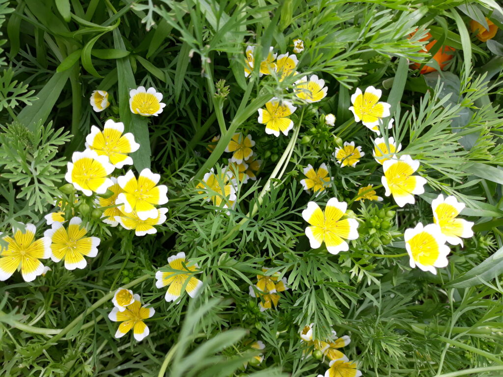 Limnanthes Douglasii (poached egg plant) Local Seeds