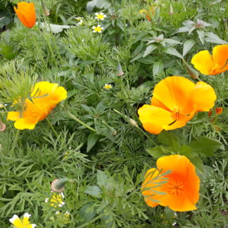 California Poppy (orange)