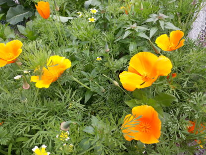 California Poppy (orange)