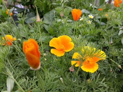 California Poppy (orange)